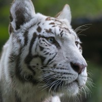 Wei&szlig;er Tiger