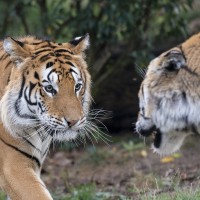 Sibirischer Tiger