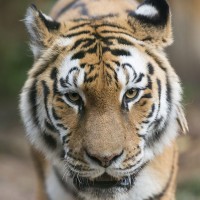 Sibirischer Tiger