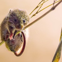 Eurasische Zwergmaus