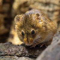 Eurasische Zwergmaus