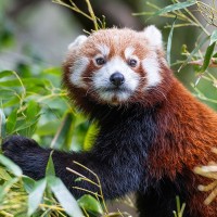 Roter Panda