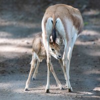 Persische Kropfgazelle