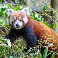 Roter Panda