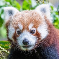 Roter Panda
