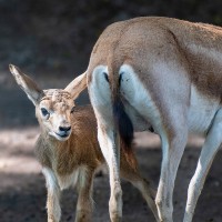 Persische Kropfgazelle