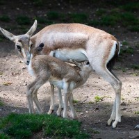 Persische Kropfgazelle