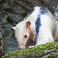 Tamandua