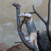 Tamandua