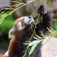 Roter Panda