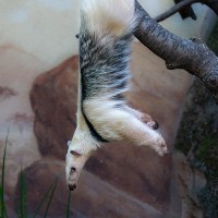 Tamandua
