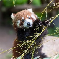 Roter Panda