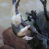 Tamandua