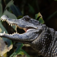 Stumpfkrokodil