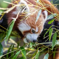 Roter Panda