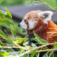 Roter Panda