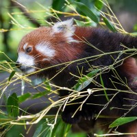 Roter Panda
