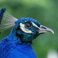 Pfau
