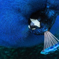 Pfau