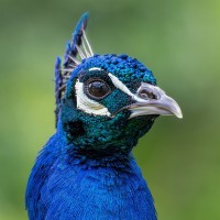Pfau