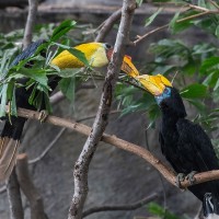 Runzelhornvogel, Paar