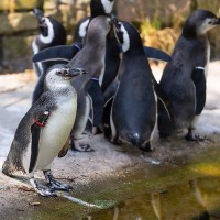 Magelanpinguin