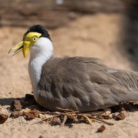 Maskenkiebitz