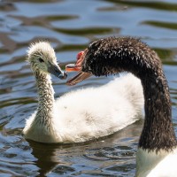 Schwarzhals-Schwan