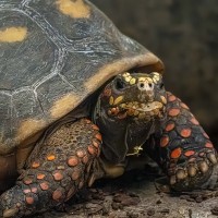 K&ouml;hlerschildkr&ouml;te, Rotfu&szlig;schildkr&ouml;te