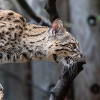 Salzkatze