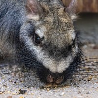 Flachland-Viscacha