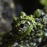 Vietnamesischer Moosfrosch