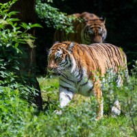 Sibirischer Tiger