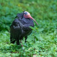 Waldrapp