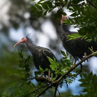 Waldrapp