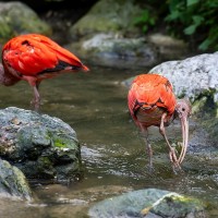 Scharlachroter L&ouml;ffler, Roter Ibis