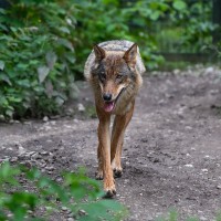 Eurasischer Wolf