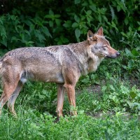 Eurasischer Wolf