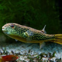 Goldringel-Kugelfisch