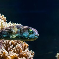 Langstachel-Igelfisch