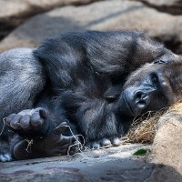 Gorilla