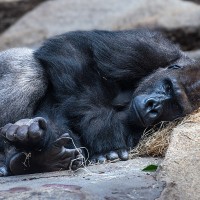Gorilla