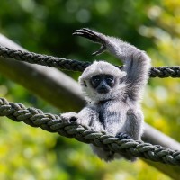 Silber-Gibbon