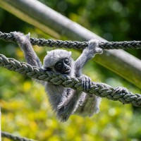Silber-Gibbon
