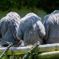 Silber-Gibbon