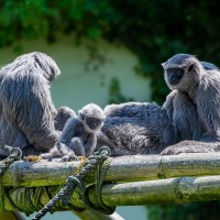 Silber-Gibbon