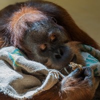 Orang Utan