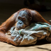 Orang Utan