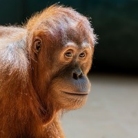 Orang Utan