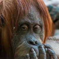Orang Utan